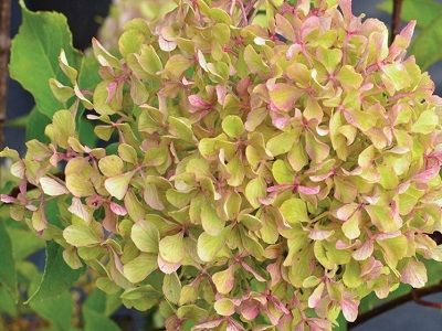 Hydrangea paniculata “ROMANTIC ACE”​HORTENZIJA SKARAINĀ