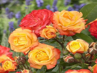 ROZE RUMBA