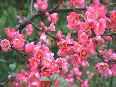 KRŪMCIDONIJA KRĀŠŅĀ / CHAENOMELES SPECIOSA