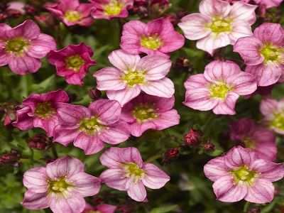 ​ĀRENDSA AKMEŅLAUZĪTE / Saxifraga x arendsii „ALPINO EARLY MAGIC SALMON”