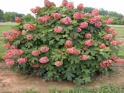 HORTENZIJA OZOLLAPU    /   Hydrangea quercifolia „MUNCHKIN”