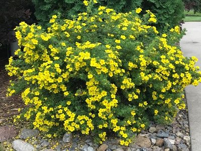 ​KLINŠROZĪTE PARASTĀ / Potentilla fruticosa „DAKOTA SUNSPOT”