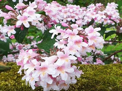 KOLKVĪCIJA BURVĪGĀ  / Kolkwitzia amabilis