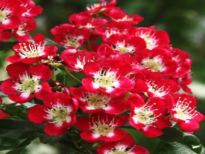 ​VILKĀBELE DIVIRBUĻU Crataegus laevigata „CRIMSON CLOUD”