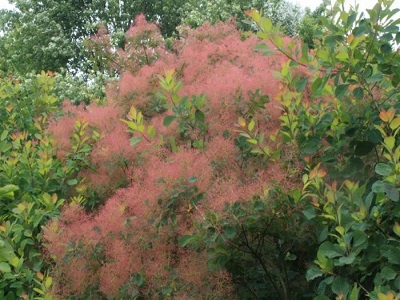 PARŪKKOKS PARASTAIS / Cotinus coggygria