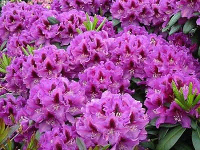 RODODENDRS /RHODODENDRON „RASPUTIN”