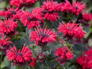 ziemcietes_monardas_MONARDA "BEE HAPPY" 