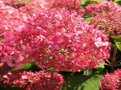​HORTENZIJA KOKVEIDA / Hydrangea arborescens „PINK PERCUSSION”