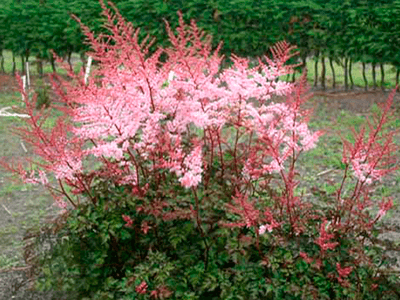 ASTILBE ARENDSII „DELFT LACE”