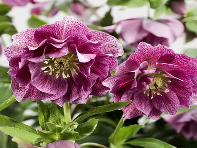 ​ZIEMZIEDE / HELLEBORUS HYBRIDUS „ELLY”