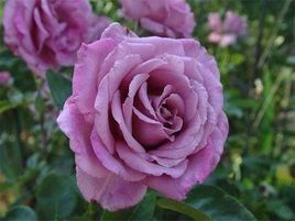 vīteņroze_violette parfumee_roosa-siguldasdarznieks