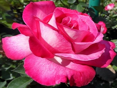 ROZE ROSA GAUJARD