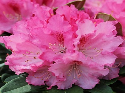 ​RODODENDRS JAKUŠIMANAS/RHODODENDRON YAKUSHIMANUM „EXCELSIOR”