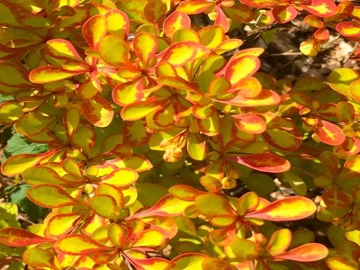 berberis_bārbeles_„DIABLOCIUM”