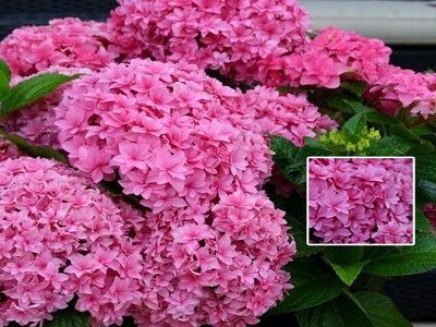 ​HHORTENZIJA LIELLAPU/ Hydrangea macrophylla „YOU&ME” /PERFECTION