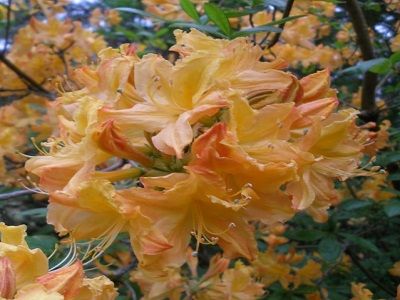 ​RODODENDRS –ACĀLIJA / AZALEA MOLLIS „GOLDEN LIGHT”