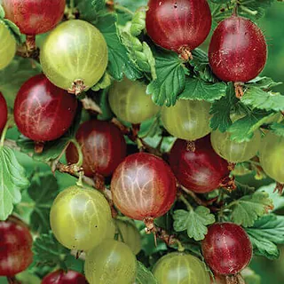 Ērkšķogas