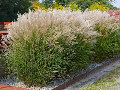 ​MISKANTE ĶĪNAS / MISCANTHUS SINENSIS „KLEINE SIBERSPINNE”-graudzāles_siguldasdarznieks