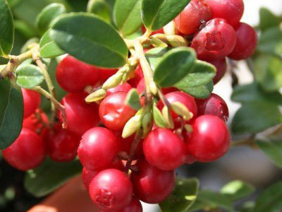 DZĒRVENE LIELOGU / VACCINIUM MACROCARPON „STEVENS”