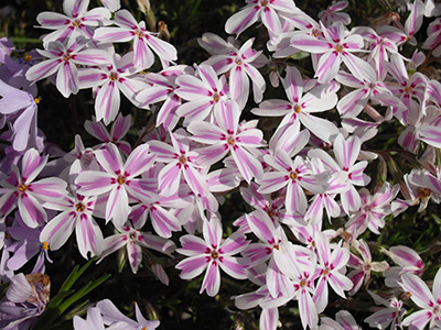 FLOKSIS ASLAPU „CANDY STRIPES”