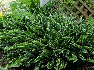 HOSTA PRAYING HANDS