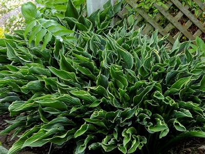 HOSTA PRAYING HANDS