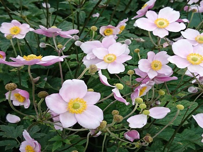 Anemone robuttisma ziemciešu stādi daudzgadīgas puķes