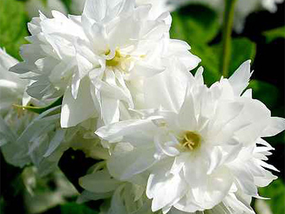 FILADELFS PARASTAIS "DAME BLANCHE"