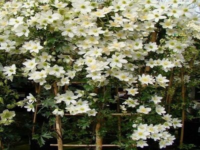 ​MEŽVĪTENIS – KLEMATISS /CLEMATIS „GUERNSEY CREAM” klemāšu stādi_vīteņaugi_klematis