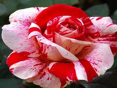 floribundroze-scentimental_rožu stādi-siguldasdarznieks