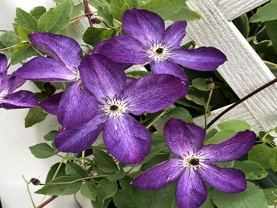 ​MEŽVĪTENIS – KLEMATISS / CLEMATIS VENOSA VIOLACEA