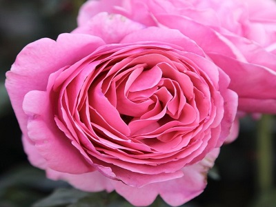 ​FLORIBUNDROZE LINE RENAUD