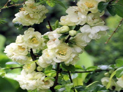 ​KRŪMCIDONIJA JAPĀNAS / Chaenomeles japonica „RISING SUN”