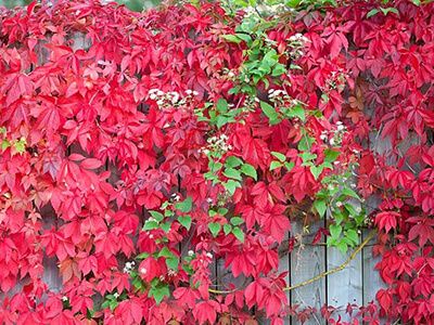 ​MEŽVĪNS MŪRU /PARTHENOCISSUS QUINQUEFOLIA