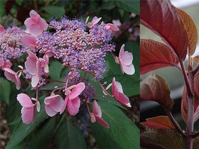 HORTENZIJA ASLAPU / Hydrangea aspera „HOT CHOCOLATE”