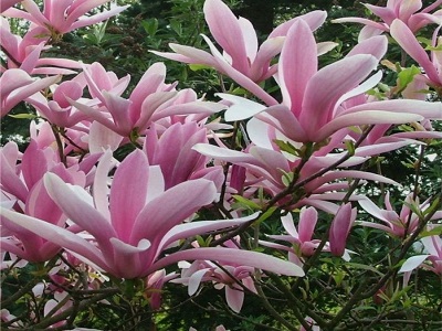 ​MAGNOLIJA / Magnolia „GEORGE HENRY KERN”