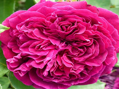 krūmu roze_ARTHUR DE SANSAL_siguldasdarznieks_roosa_rožu stādi