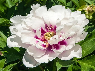 PEONIJA INTERSEKCIJU / Paeonia intersectional „CORA LOUISE”