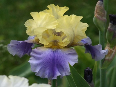 ​ĪRISS DĀRZA/BĀRDAINIE / IRIS GERMANICA „EDITH WOLFORD”