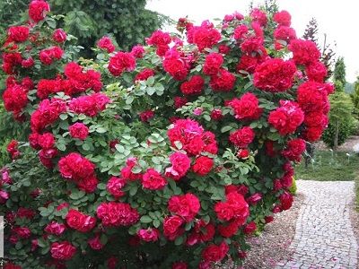 hansalanda-parka roze-rožu stādi-roosa_siguldasdarznieks