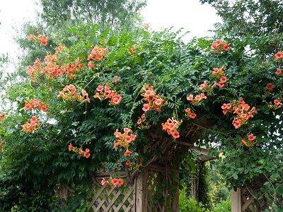 ​TROMPETLIĀNA Campsis radicans