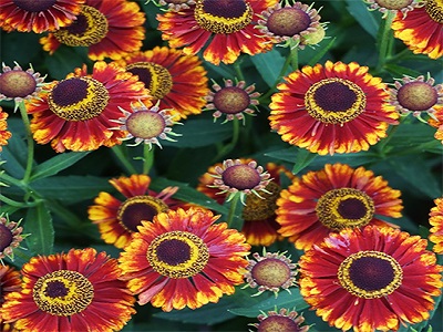 ​HELĒNIJA / HELENIUM x HYBRIDUM „BANDERA”