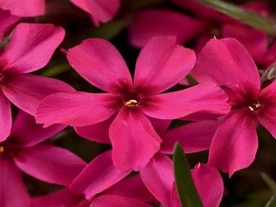 ASLAPU FLOKSIS     Phlox subulata „SPRING SCARLET”