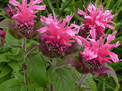 MONARDA DVĪŅZIEDU "CRANBERRY LACE"