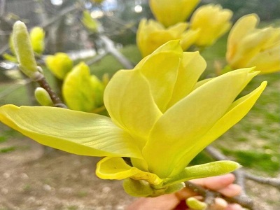 ​MAGNOLIJA /MAGNOLIA „DAPHNE”