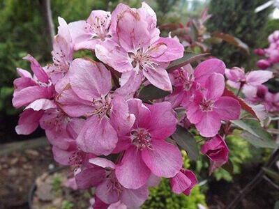 MALUS "OLA"