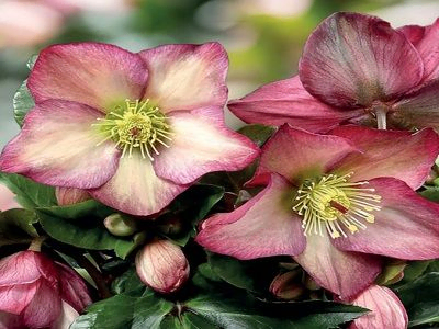 ZIEMZIEDE GLANDORFAS /Helleborus glandorfensis „ICE N ROSES ROSALIE” Augstums: 50 cm Ziedi: krēmīga ar sārtu malu, III-V. Ziedi lieliski saglabājas zem sniega. Gaisma: saule, pusēna Mitrums: vidēji mitrs 