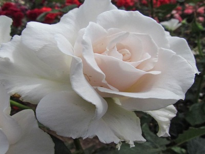 FLORIBUNDROZE MARGUERITE HILLING