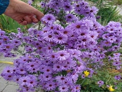 ​ZIEMASTERE JAUNBEĻĢIJAS ASTER NOVI-BELGII „MARIE BALLARD”