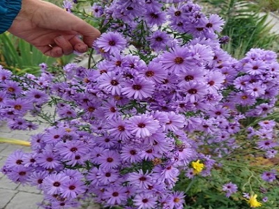 ​ZIEMASTERE JAUNBEĻĢIJAS ASTER NOVI-BELGII „MARIE BALLARD”